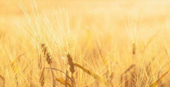 Les Nouveaux entrepreneurs